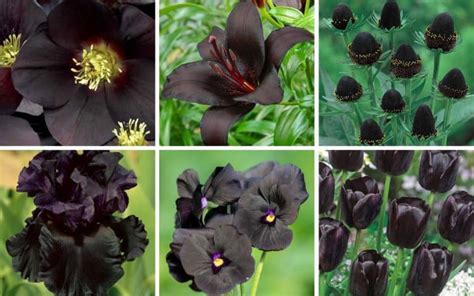 28 Dramatic Black Flowers for Home Gardens (with Bloom Times).